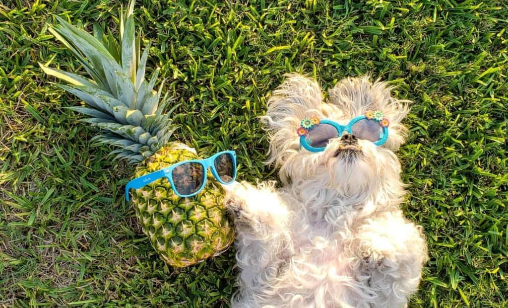 sunglasses-on-dog