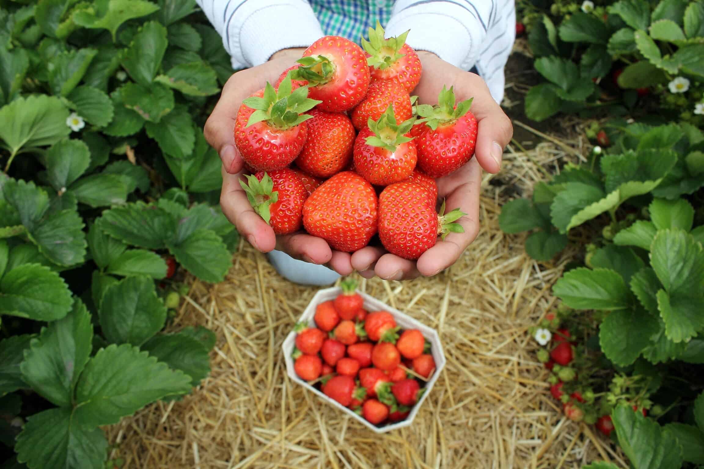 freshly picked strawberries farm work